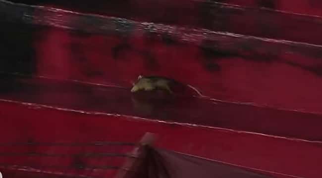Mascote do Náutico invade estádio do Sport e 'zera' a internet: confira a repercussão! 