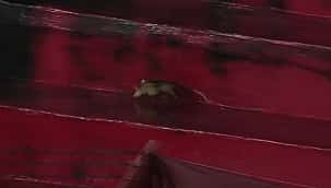 Mascote do Náutico invade estádio do Sport e 'zera' a internet: confira a repercussão! 